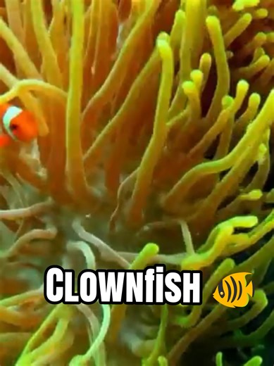 The majesty of the ocean, so many animals to discover 🏖️🏝️ #videoviral #viralvideos #viral #viralvideotiktok #naturaleza