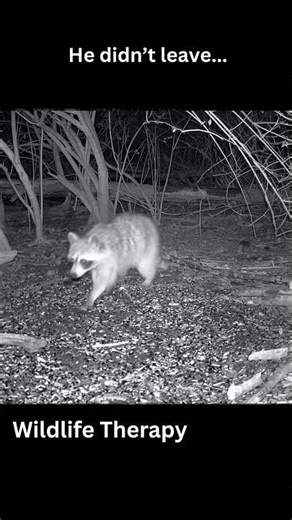Buddy Did the Cutest Raccoon Selfie 🦝❤️