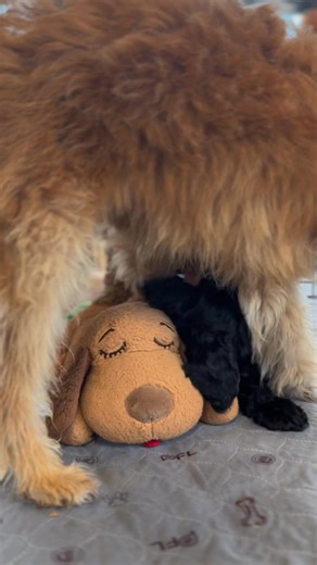 2.4K views · 17 reactions | Say hello to our Cockapoo Harvey﫶 He makes us laugh so hard!! If you want to know more about him call me at 319-931-3033 or email me at tricia@denningfarms.com! | Denning Farms Puppies | Facebook