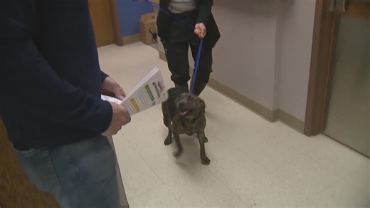 QC Paws hosts big adoption day