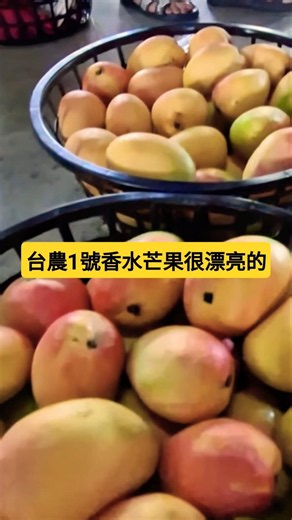 #🥭台農1號香水芒果很漂亮的 🥭#台南玉井青果市場 #mango #망고 #Yujing Fruit Market #ShortsVlog #台湾マンゴービデオ #Taiwan Mango Video