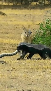 127K views · 579 reactions | Python Tug of War Between Jackals and Honey Badger1 | Soul | Facebook