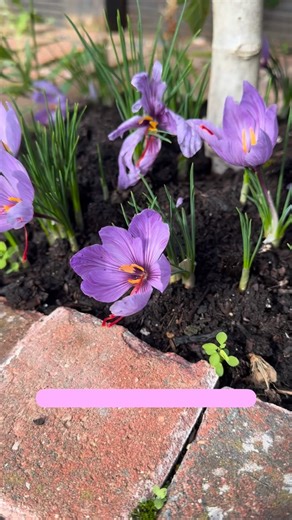Only planted these a month ago! Crocus sativus grows quickly after planting and these red stigmas are the saffron, they can be plucked out of the blooms, dried and then used or stored for later. If you’d like to grow your own saffron, you haven’t missed your chance just yet. You can still plant Crocus sativus bulbs now, even though it’s the start of their flowering season (the bulbs will already have some shoots and produce even quicker growth when planted in October or early November!). They’re