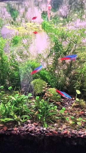 5 Neon Tetras Swimming Together 🐟#aquarium