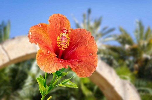 Is Hibiscus Poisonous to Dogs (Flowers & Leaves Toxic)?