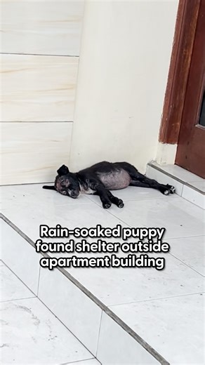 The Dodo on Instagram: "Wait to hear her adorable little howl ❤️‍🩹 Summer is still up for adoption! Summer is still up for adoption! Follow @missionpawsible to learn how to adopt her"