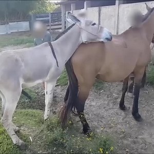 Anaconda Snake iPhone on Reels