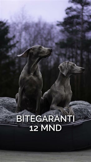 Når valpesenga blir ALT for liten... 😅👇