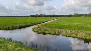 1.8K views · 47 reactions | Checking cow's natural behavior in the pasture. Learn more: https://www.cowsignals.com/en/online_courses/cowsignals | CowSignals Training Company | Facebook