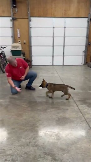 🪵 Wooden Dumbbell Skills! 13-Wk GSD "Torch" Adds Agility, Retrieve Focus & Puppy Confidence
