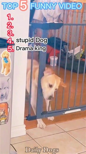 Top 5 Funniest Dog Moments Ever😂🖤#dogshorts#funnydogs#viral#dailydogslife
