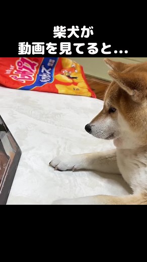 犬と猫の楽しい日常生活