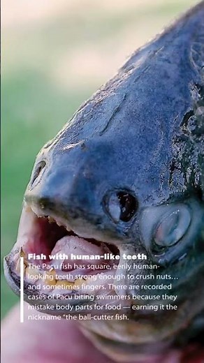 This Fish Has Human Teeth 😳 | Pacu Fish Facts in 20 Seconds