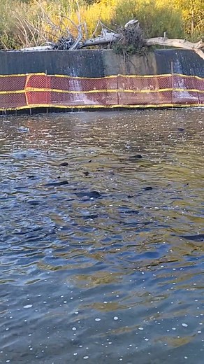 24K views · 384 reactions | Did the fish jump over? #salmon #salmonrun #fish #nature #ontario #river #follower #TopFans | Fish & Fisherman | Facebook