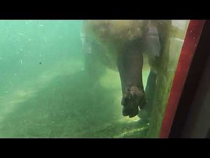 dubai safari. hippo taking a poop in the water.