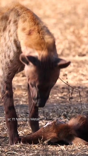 Hyena chewing his eyes Prey. | Fun Page