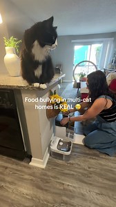 Stop Food Stealing: RFID Cat Feeder for Multi-Cat Homes
