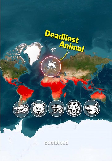 Why Google’s Debug Project Releases Millions of Mosquitoes
