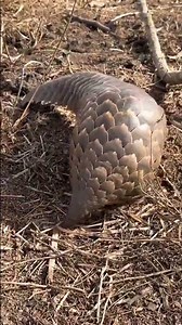 Ground Pangolin | Africa’s Secret Survivor #wildlifeshorts #safari #endangeredanimal