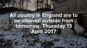 25K views · 677 reactions | We urge everyone involved with #poultry...