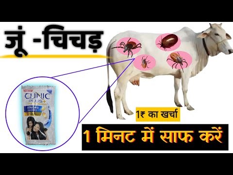 Clean cow and buffalo lice for just ₹1 👍 Lice Killer | How to get rid of ticks from animals!
