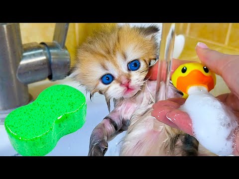 First bath of a cute kitten