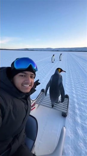 viral penguin 🐧😬 #shorts #ai #penguin