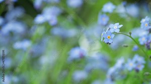 Tiny blue forget me not - Myosotis or scorpion grasses - flowers growing on green meadow, moving in slow wind, closeup detail camera slowly slides to side Stock Video