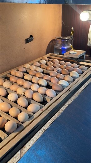 Amazing Automatic egg incubator #eggincubator #mianinventions | Mian Inventions