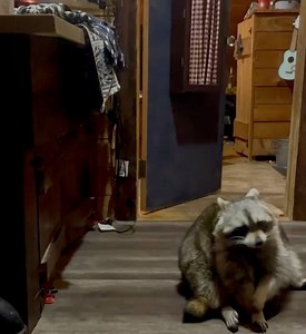 Diddles Raccoon on Reels