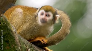 Common squirrel monkey (Saimiri sciureus)