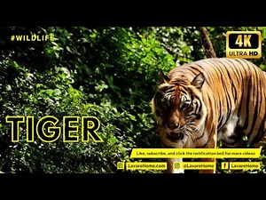 tiger wildlife video 4k