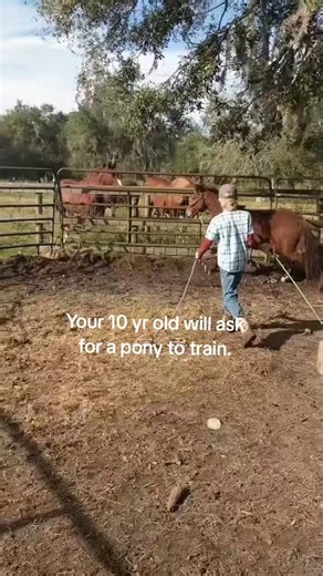 Duyn Equine on Instagram: "Cody was just 10 when he asked to train his own pony."