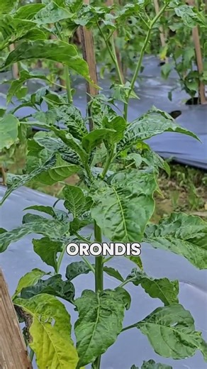 the medicine I use for leaf rust