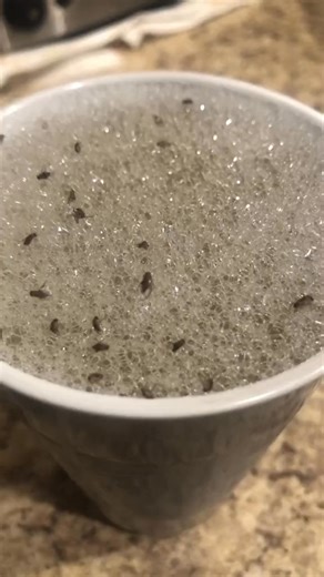 Discover effective overnight pest control techniques that provide fast results while keeping your home safe for you and your pets. | Adepty Buzz