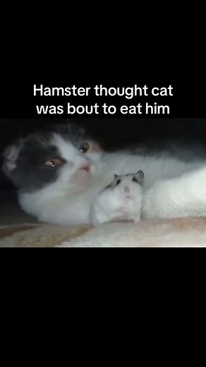 Funny Hamster and Cat Videos Compilation