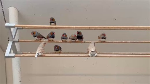 Swing for birds 😍 #strachotabreeding #chovstrach #zebrafinch #bird #zebrafinches #birdlovers #birdphotography #parrotsofinstagram #birdsofinstagram | ChovStrach - Strachota breeding