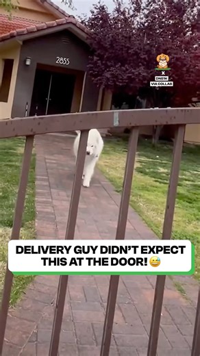 8M views · 71K reactions | This pup changed the whole delivery process  | Fluffy Animals | Facebook