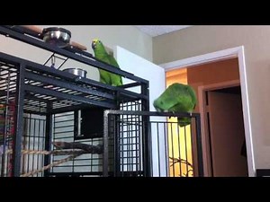 Amazon Parrots Sing and Dance to Funky Town