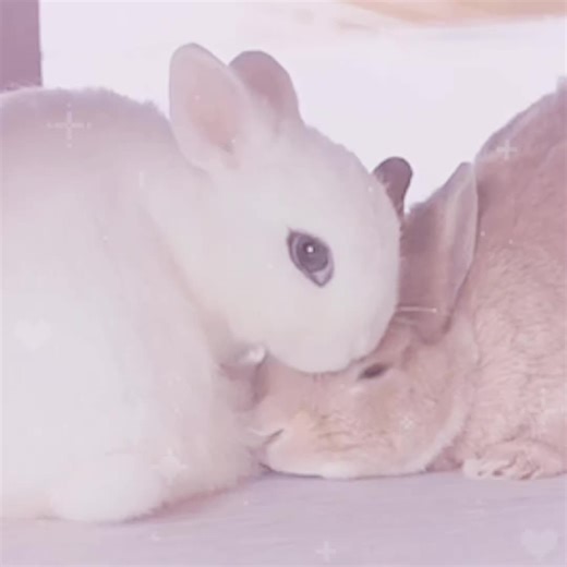 Explore the Adorable World of Bunnies