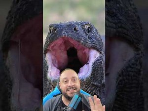 Does the Komodo dragon kill using bacteria and venom?