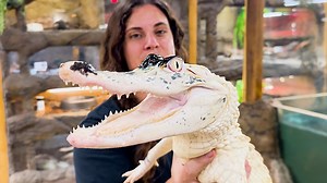 Get ready to be amazed as we introduce you to the world's rarest alligators! In this jaw-dropping video, we explore the fascinating lives of albino pied alligators—an ultra-rare and stunning reptile species. These unique gators, with their white scales and golden patches, are some of the most extraordinary animals on the planet. Whether you’re a reptile enthusiast, a lover of rare wildlife, or simply someone who enjoys captivating animal videos, this is the content you’ve been searching for! . .