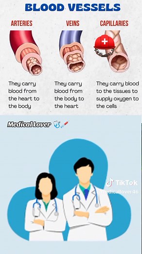 Understanding Arteries, Veins, and Capillaries