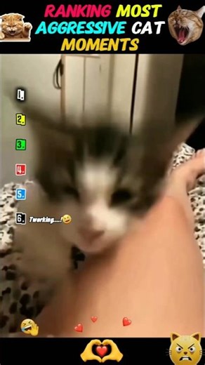 Ranking the Most Aggressive Cat Moments 😳🐱 | You Won’t Believe #1 | #Shorts