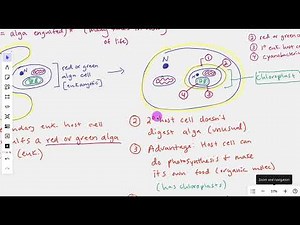 Secondary Endosymbiosis: The Process