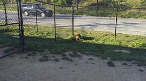 6.6K views · 210 reactions | Ways you can help Ressa: 1. Adopt her...