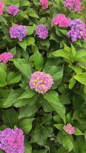 Another one of my hydrangea shrubs. This one is the 'Endless Summer' variety. 💜 #nature #hydrangea #flower #flowers #outdoors #garden #beauty #fyp