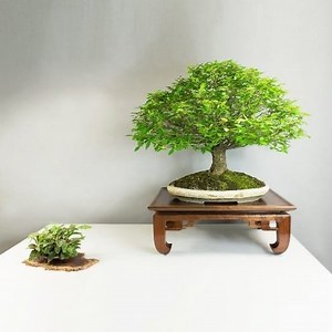How to Display your Bonsai Using Stands - Bonsai Tree Gardener