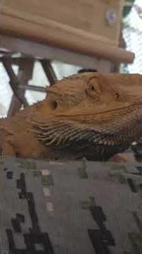 Returning to farming and rural life, Daebudo Bricks Grape Farm, Playing with the Bearded Dragon