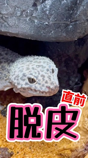 手がかからなすぎる脱皮職人レオパ😂🦎 #shorts #レオパ #ヒョウモントカゲモドキ #爬虫類 #gecko #脱皮